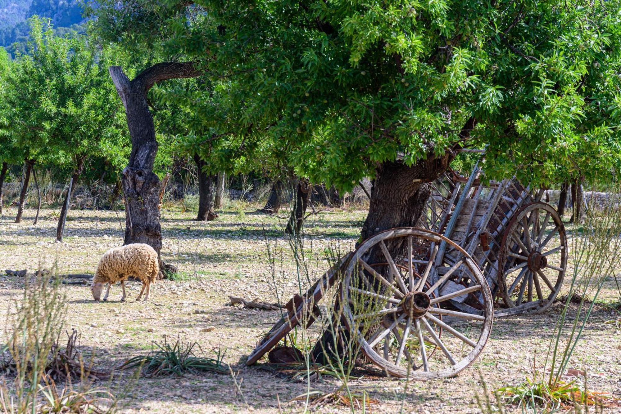 Subies Bauernhof Selva (Mallorca)